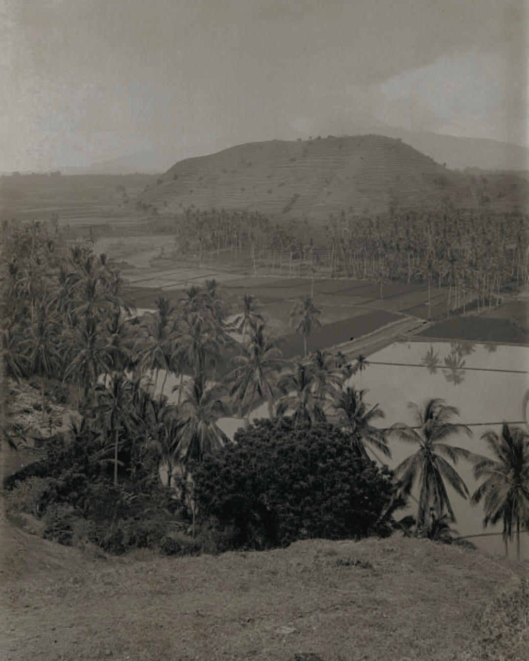 Terraced hillsides and palm groves in Indonesia